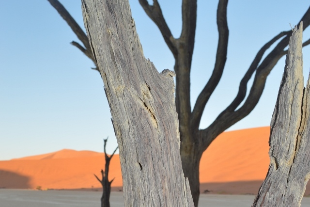The ancient trees in Dead Vlei at Sossusvlei