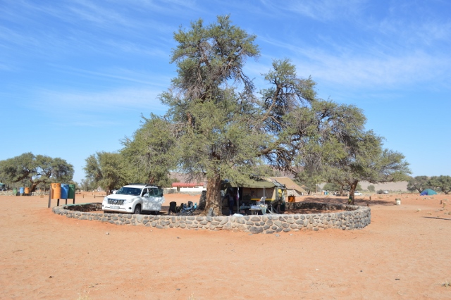 Camel thorn trees giving shade at Sesriem Camping Sossusvlei