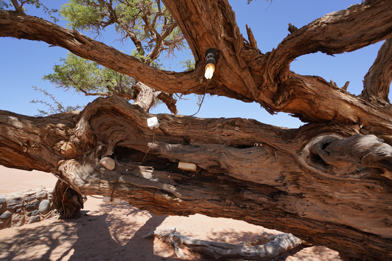 Ancient camel thorn trees at Sesriem Camping Sossusvlei